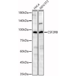 CSF2RB Rabbit pAb