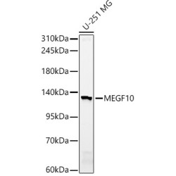 MEGF10 Rabbit pAb