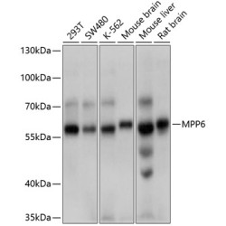 MPP6 Rabbit pAb