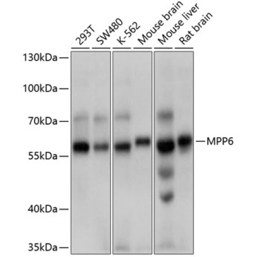 MPP6 Rabbit pAb