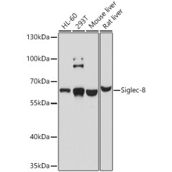 Siglec-8 Rabbit pAb