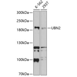 UBN2 Rabbit pAb