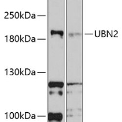 UBN2 Rabbit pAb