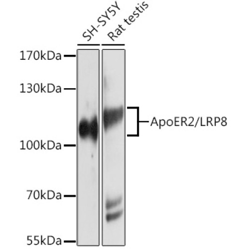 ApoER2/LRP8 Rabbit pAb