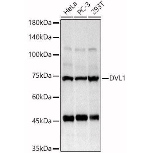 DVL1 Rabbit pAb