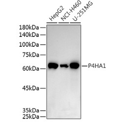 P4HA1 Rabbit pAb