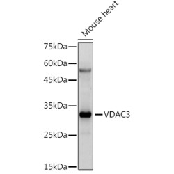 VDAC3 Rabbit pAb