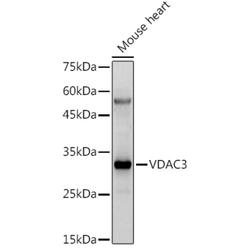 VDAC3 Rabbit pAb