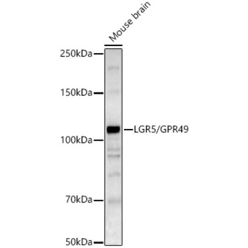 LGR5/GPR49 Rabbit pAb