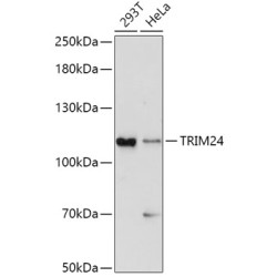 TRIM24 Rabbit pAb