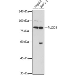PLOD3 Rabbit pAb