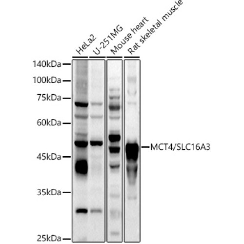 MCT4/SLC16A3 Rabbit pAb