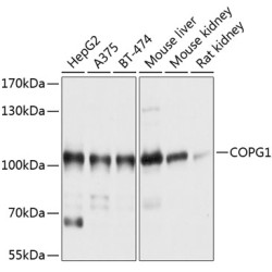 COPG1 Rabbit pAb