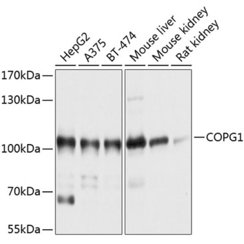 COPG1 Rabbit pAb