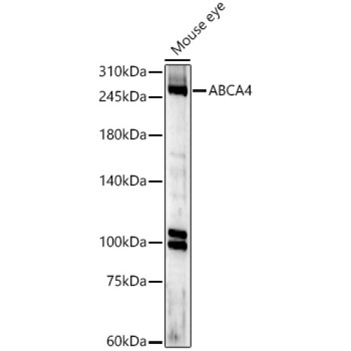 ABCA4 Rabbit pAb