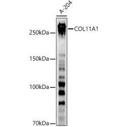 COL11A1 Rabbit pAb