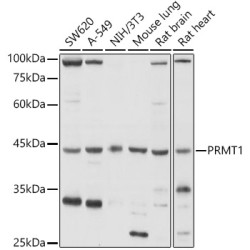 PRMT1 Rabbit pAb