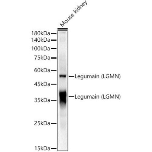 Legumain (LGMN) Rabbit pAb