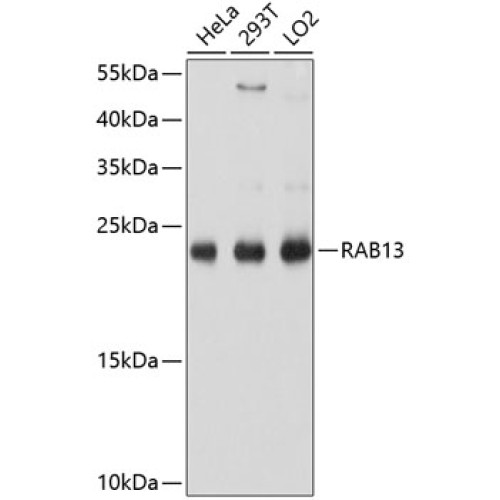 RAB13 Rabbit pAb