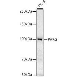 PARG Rabbit pAb