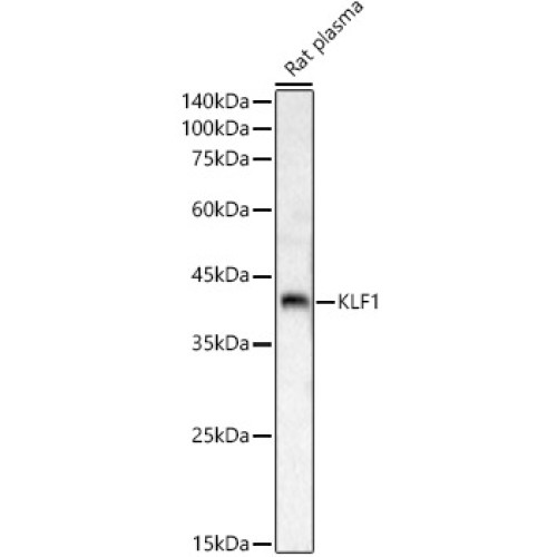 KLF1 Rabbit pAb
