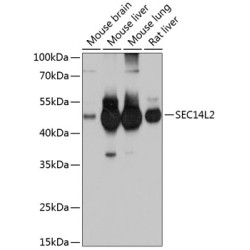 SEC14L2 Rabbit pAb