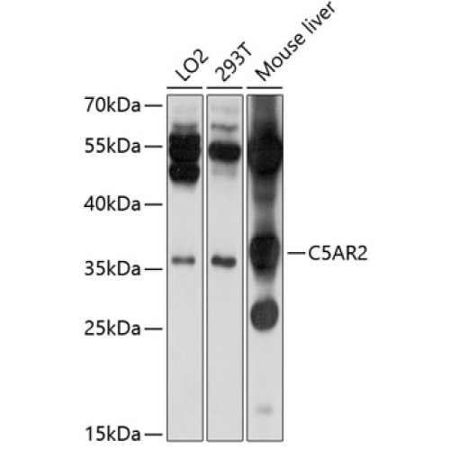 C5AR2 Rabbit pAb