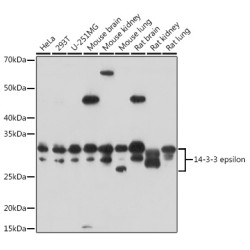 14-3-3 epsilon Rabbit pAb