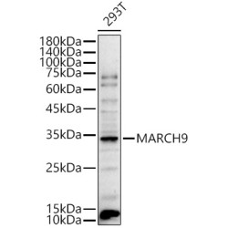 MARCH9 Rabbit pAb