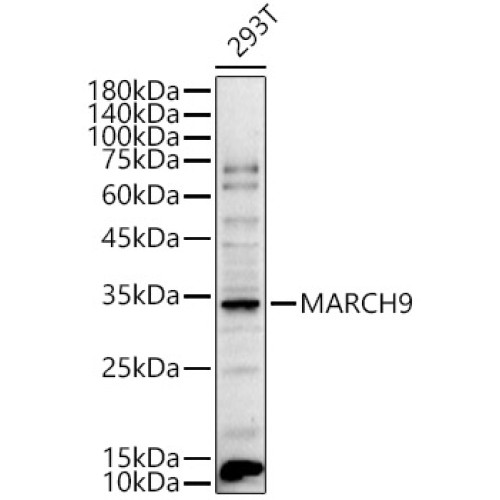 MARCH9 Rabbit pAb