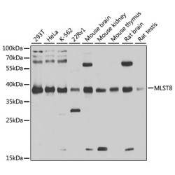 [KD Validated] MLST8 Rabbit pAb