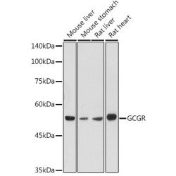 GCGR Rabbit pAb