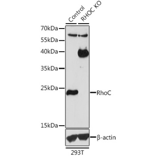 [KO Validated] RhoC Rabbit pAb