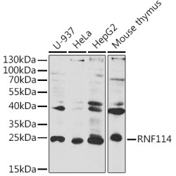 RNF114 Rabbit pAb