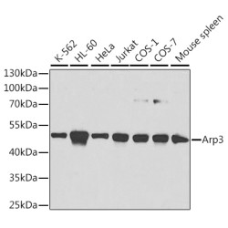 Arp3 Rabbit pAb