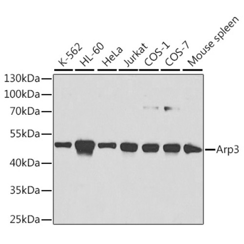 Arp3 Rabbit pAb