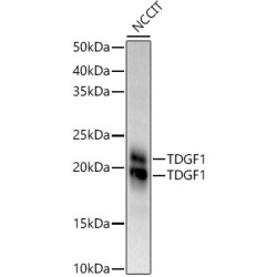 TDGF1 Rabbit pAb