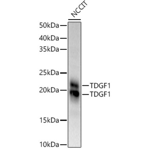 TDGF1 Rabbit pAb