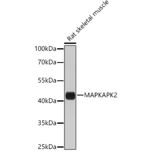 MAPKAPK-2/MK2 Rabbit pAb
