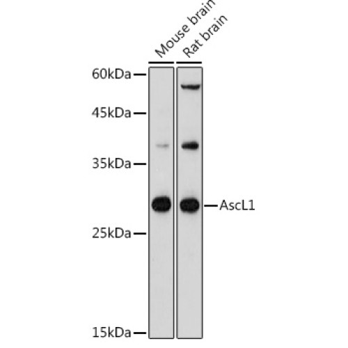 AscL1 Rabbit pAb