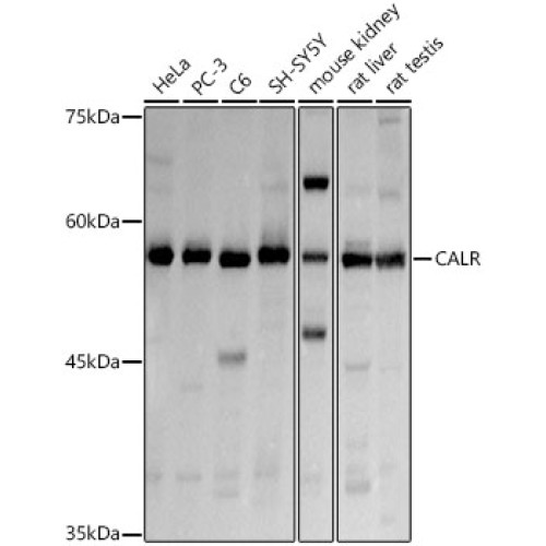 Calreticulin Rabbit pAb