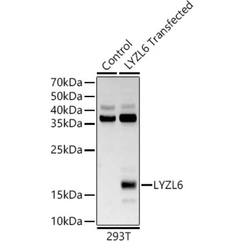 LYZL6 Rabbit pAb