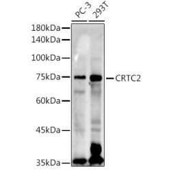 CRTC2 Rabbit pAb