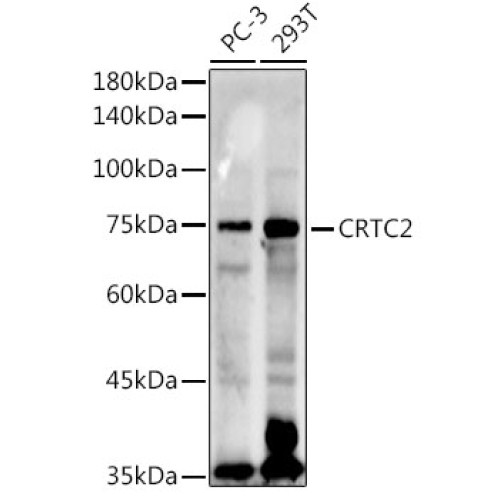 CRTC2 Rabbit pAb