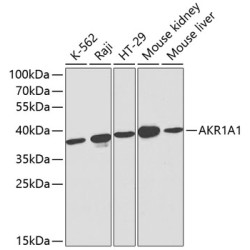 AKR1A1 Rabbit pAb