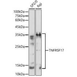 TNFRSF17 Rabbit pAb