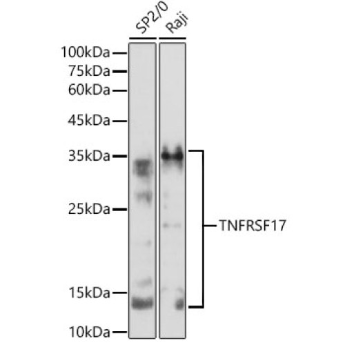 TNFRSF17 Rabbit pAb