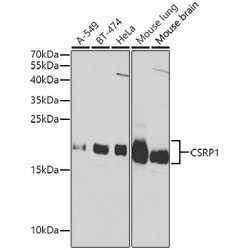 CSRP1 Rabbit pAb