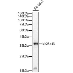 slc25a43 Rabbit pAb