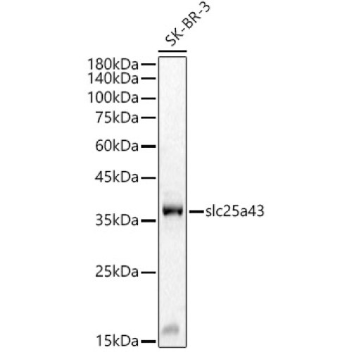 slc25a43 Rabbit pAb